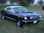 Evie Starling Mustang